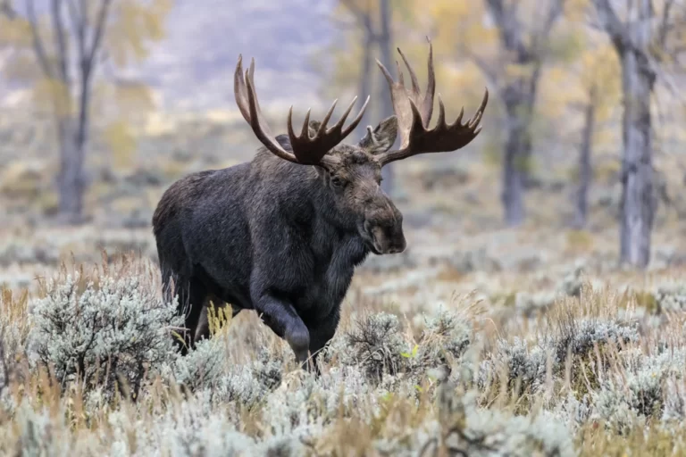 Moose Facts, FAQs, Behaviour, Habitat and Conservation