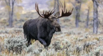 Moose Facts, FAQs, Behaviour, Habitat and Conservation