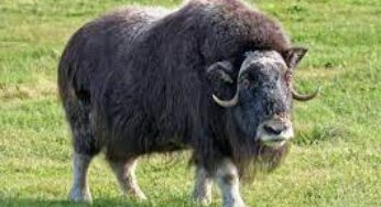Muskox Facts, FAQs, Behaviour, Habitat and Conservation