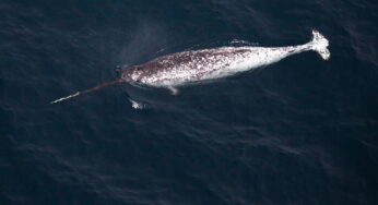 Narwhal Facts, FAQs, Behaviour, Habitat and Conservation