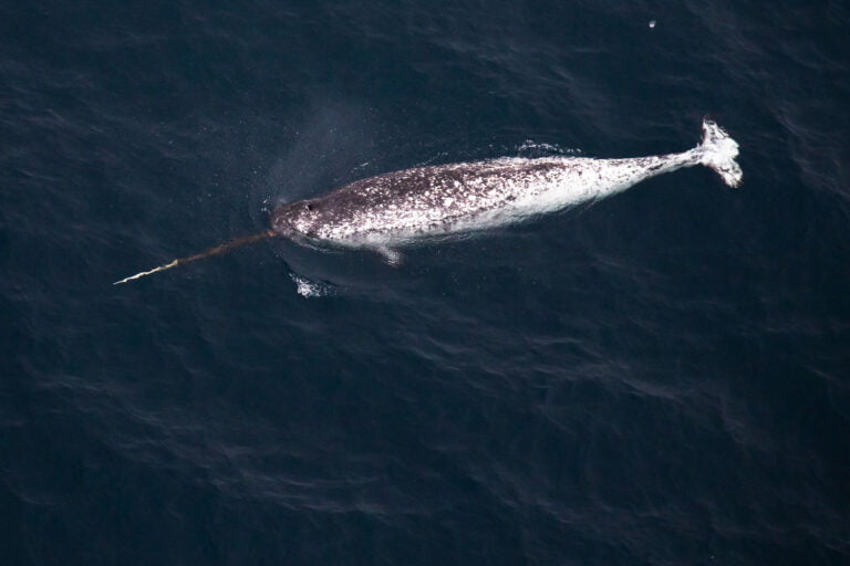 Narwhal Facts, FAQs, Behaviour, Habitat and Conservation