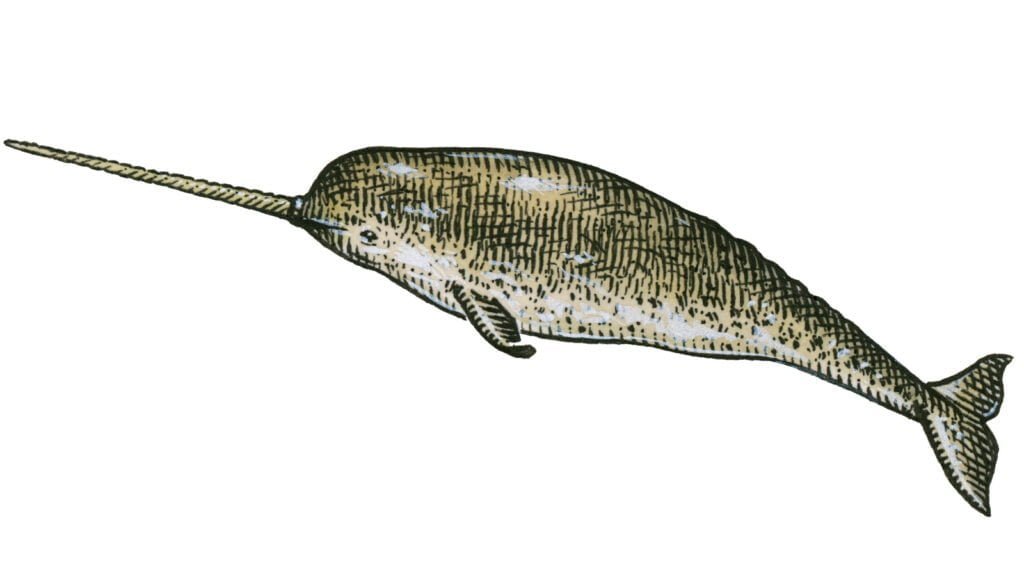 Narwhal Facts