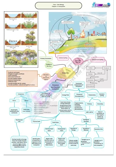 Ncert Class 12th Biology Mind Maps Edunovations Book Store