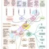 Class 12 Biology Reproductive Health