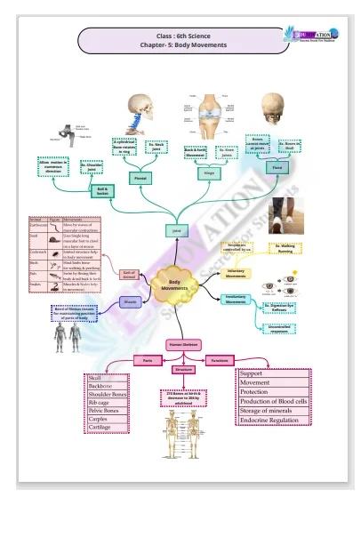 Class 6 Science Body Movements