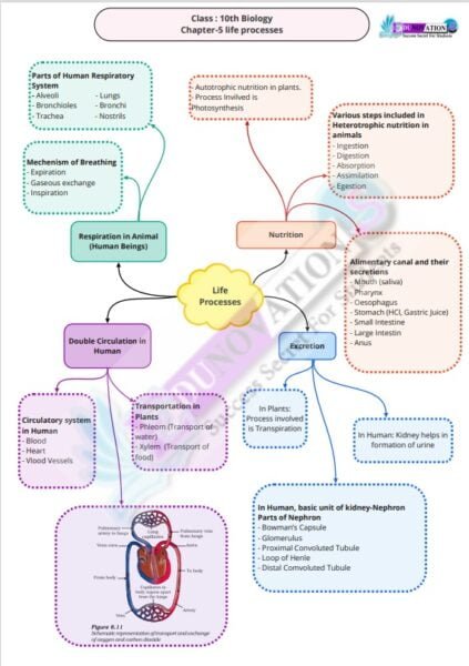 Ncert Mind Maps For Class 10th Edunovations Book Store